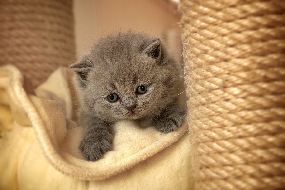 Маленькие котики