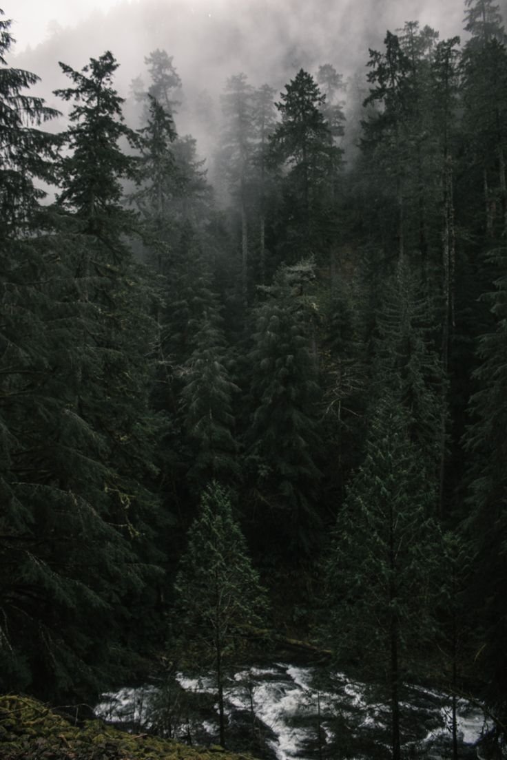 Мрачный еловый лес