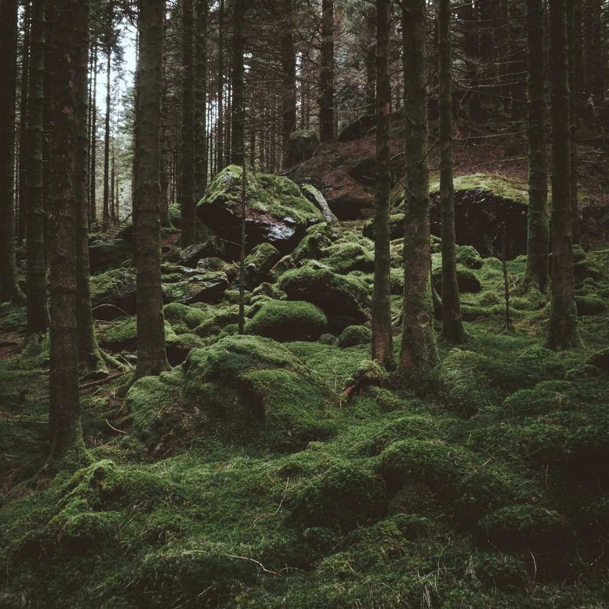 Лесная Эстетика