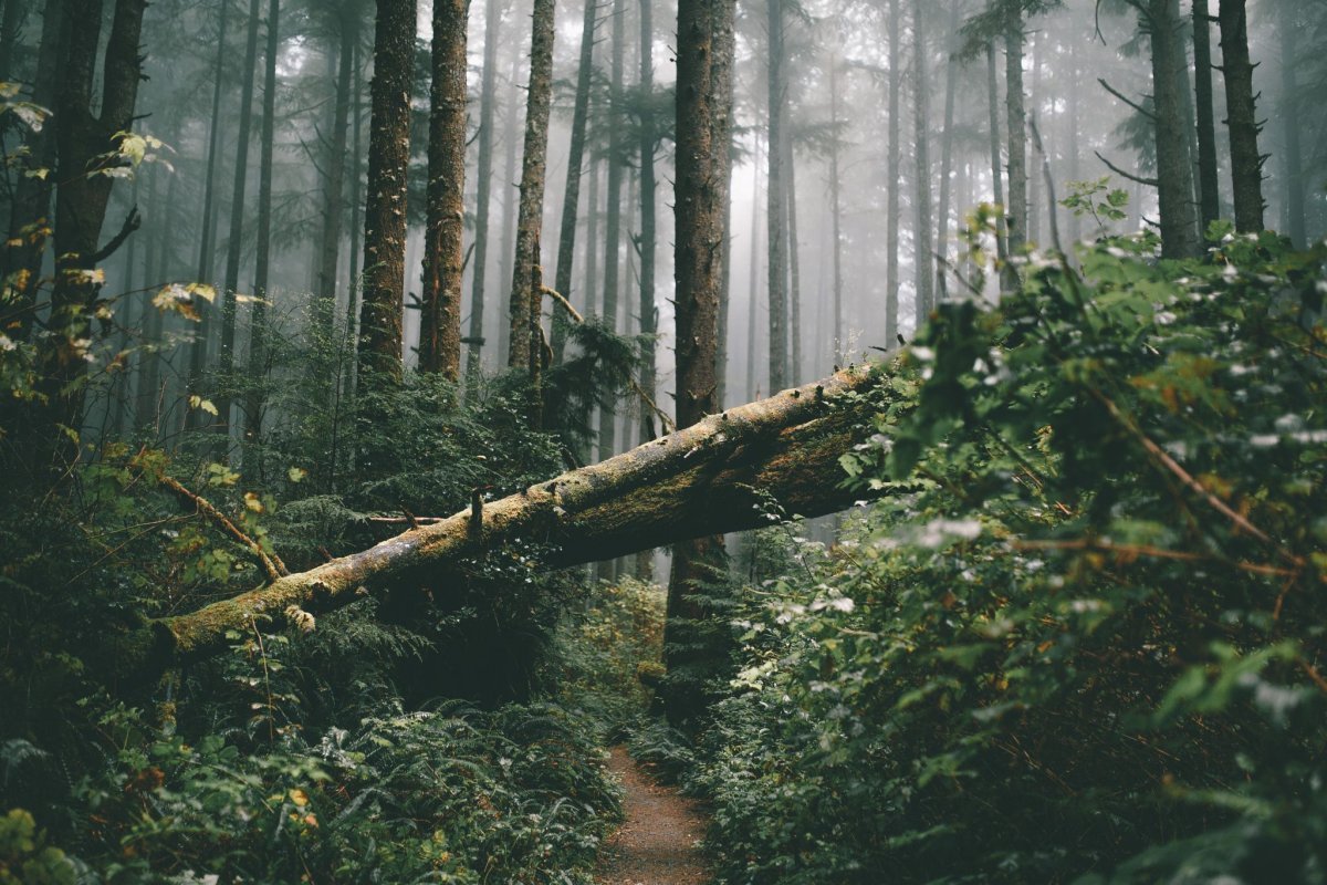 Лес Эстетика
