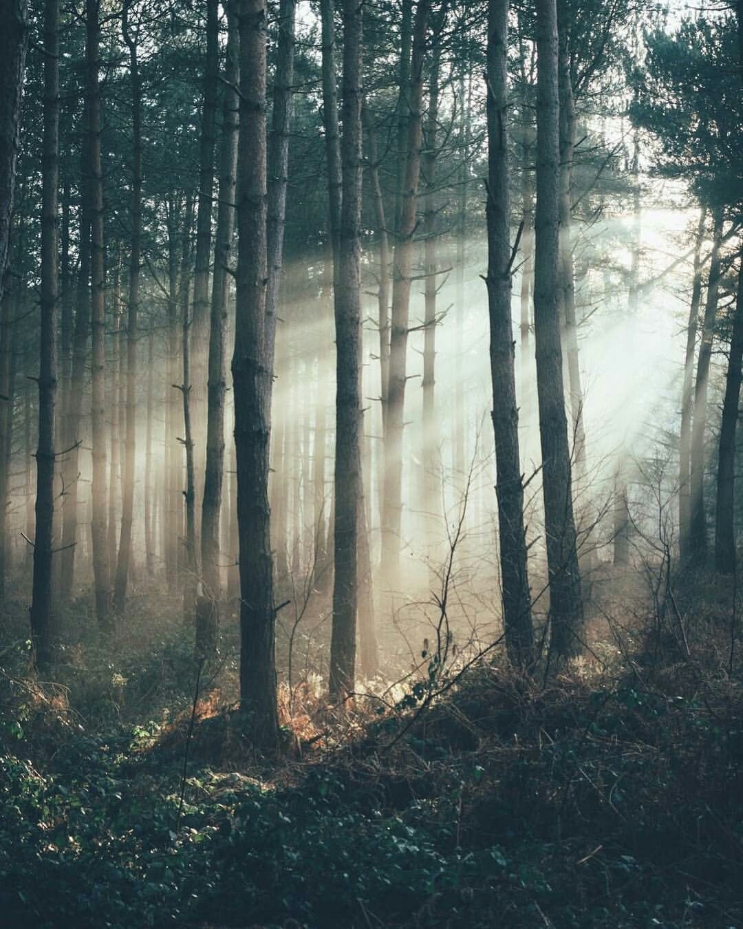 Темный лес / the Woods