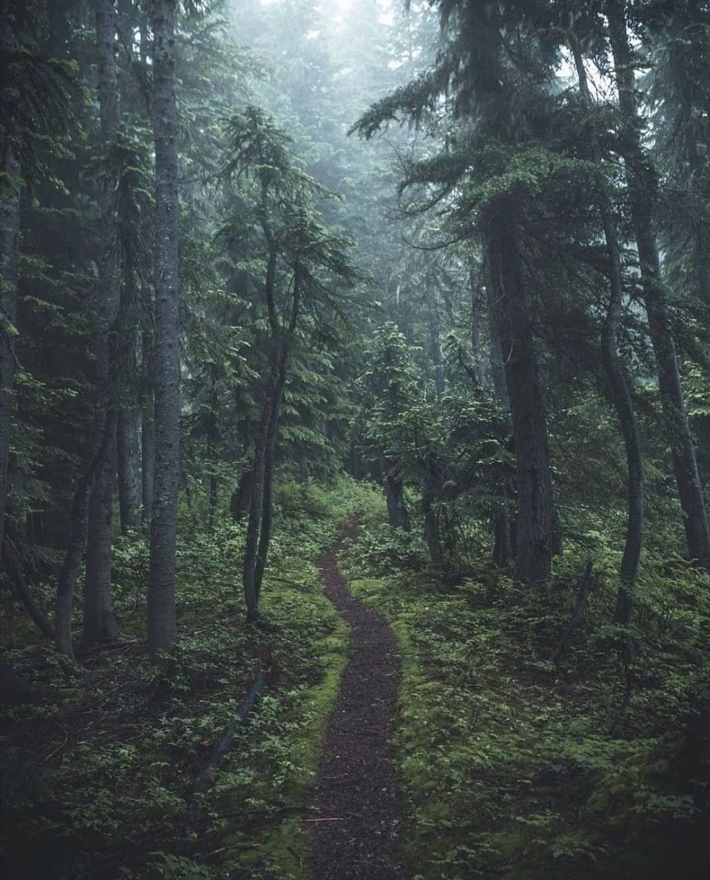 Темный лес the Woods 2005