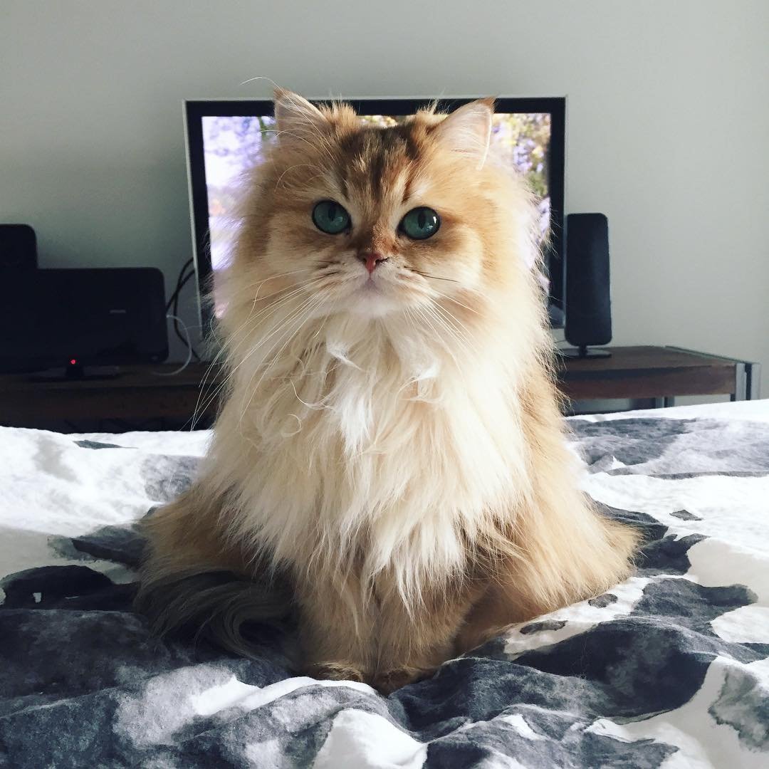 Кот смузи