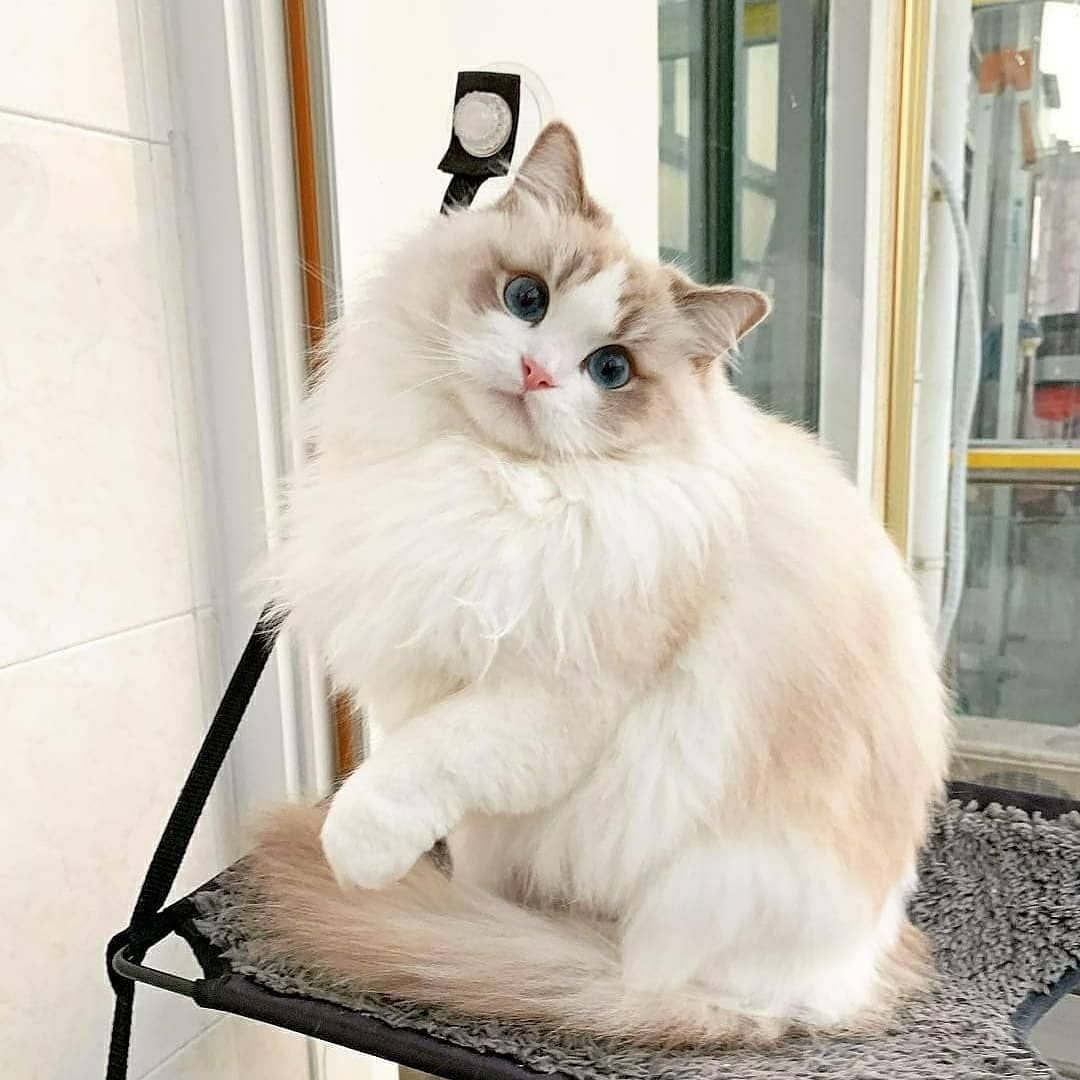 Кот Рэгдолл