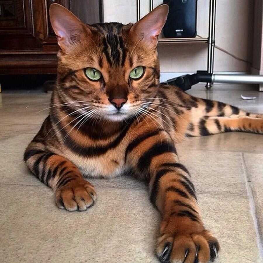 Красивые породы котов