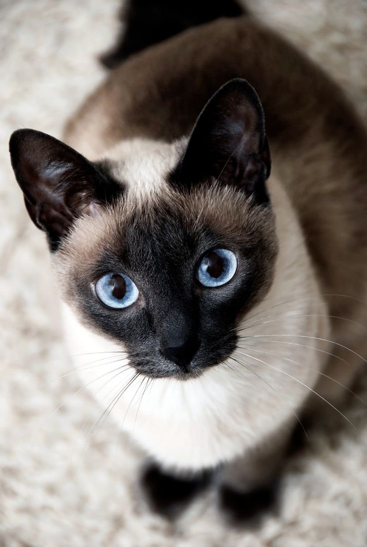 Сиамский кот