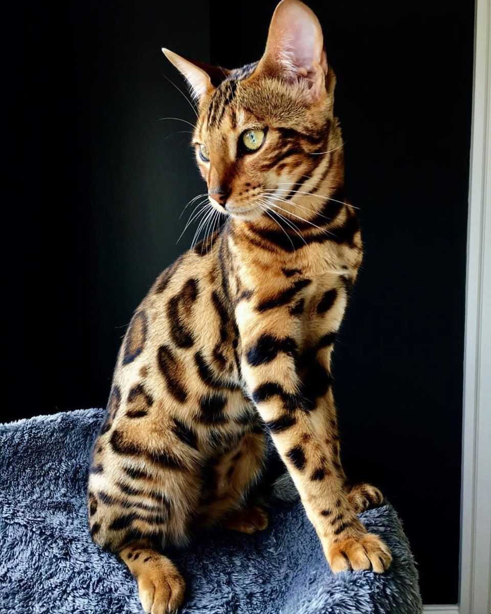 Красивые породы котов