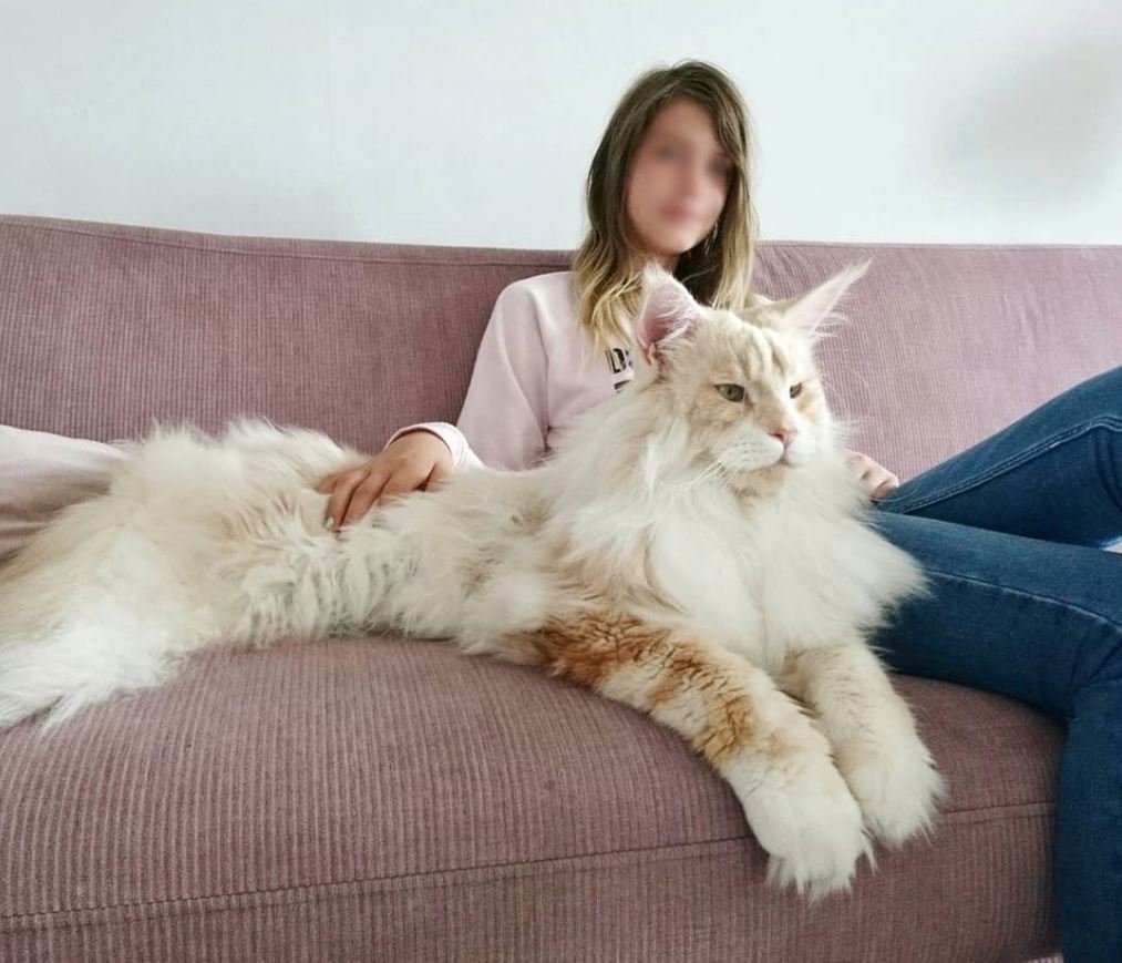 Мейн кун 50 кг