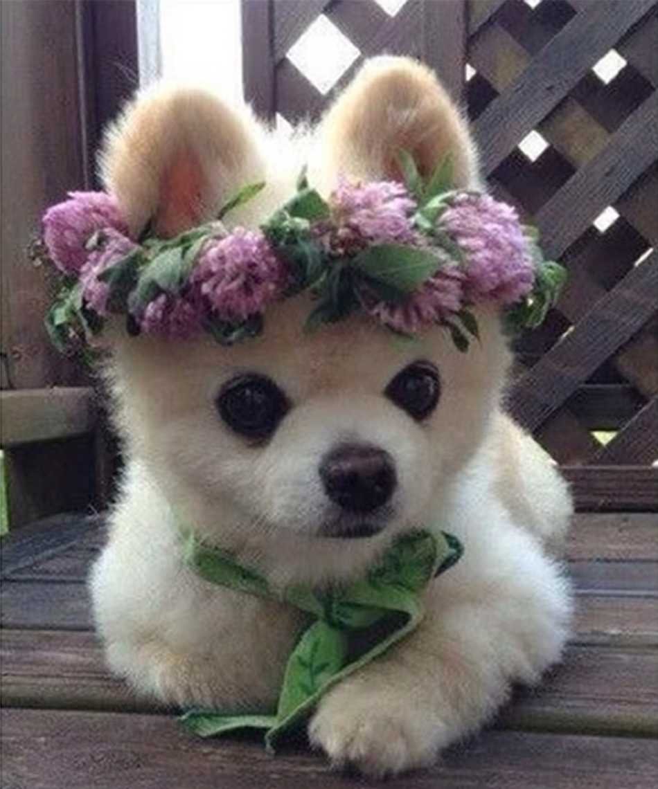 Милые животные