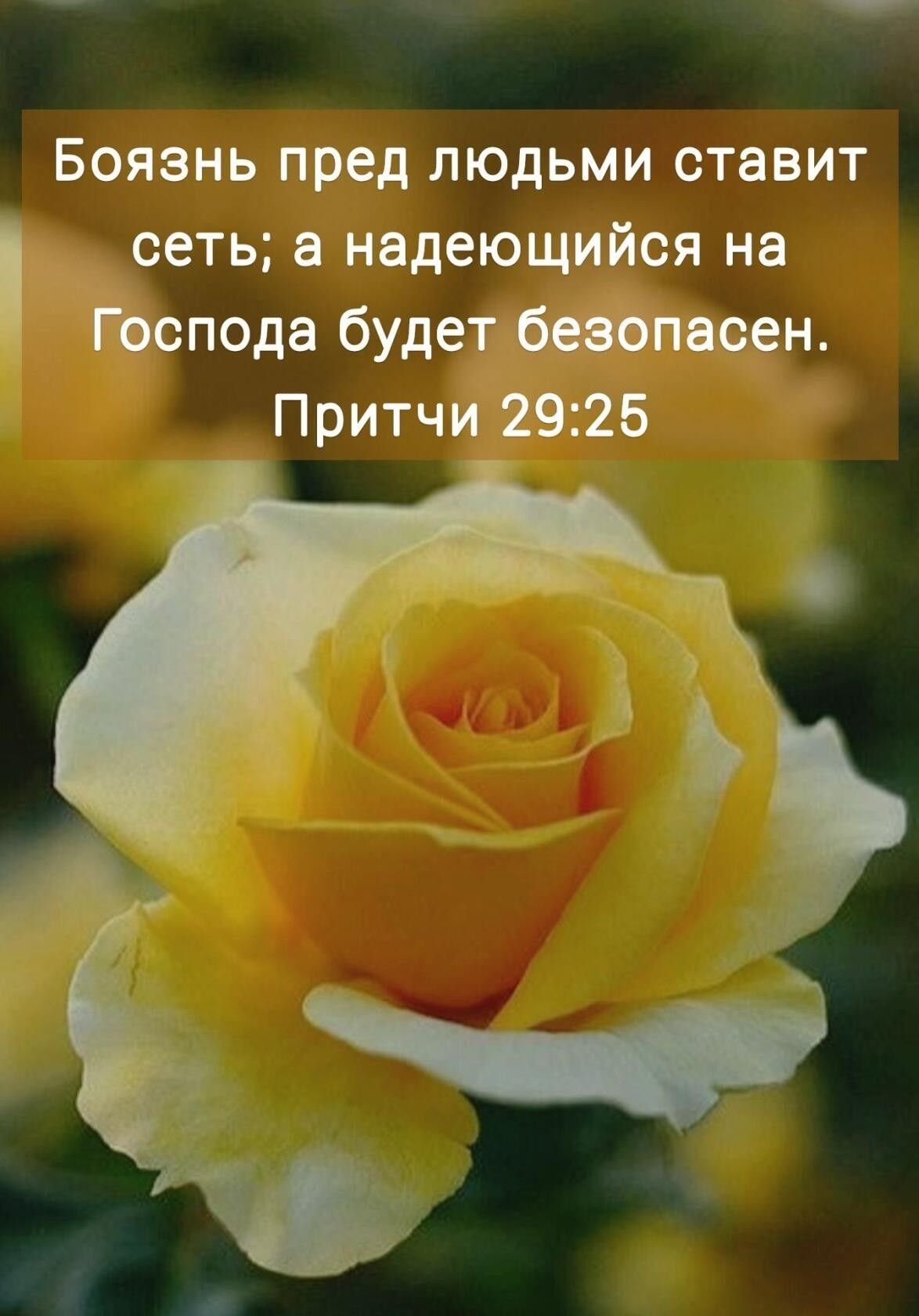 Светлана Маятская