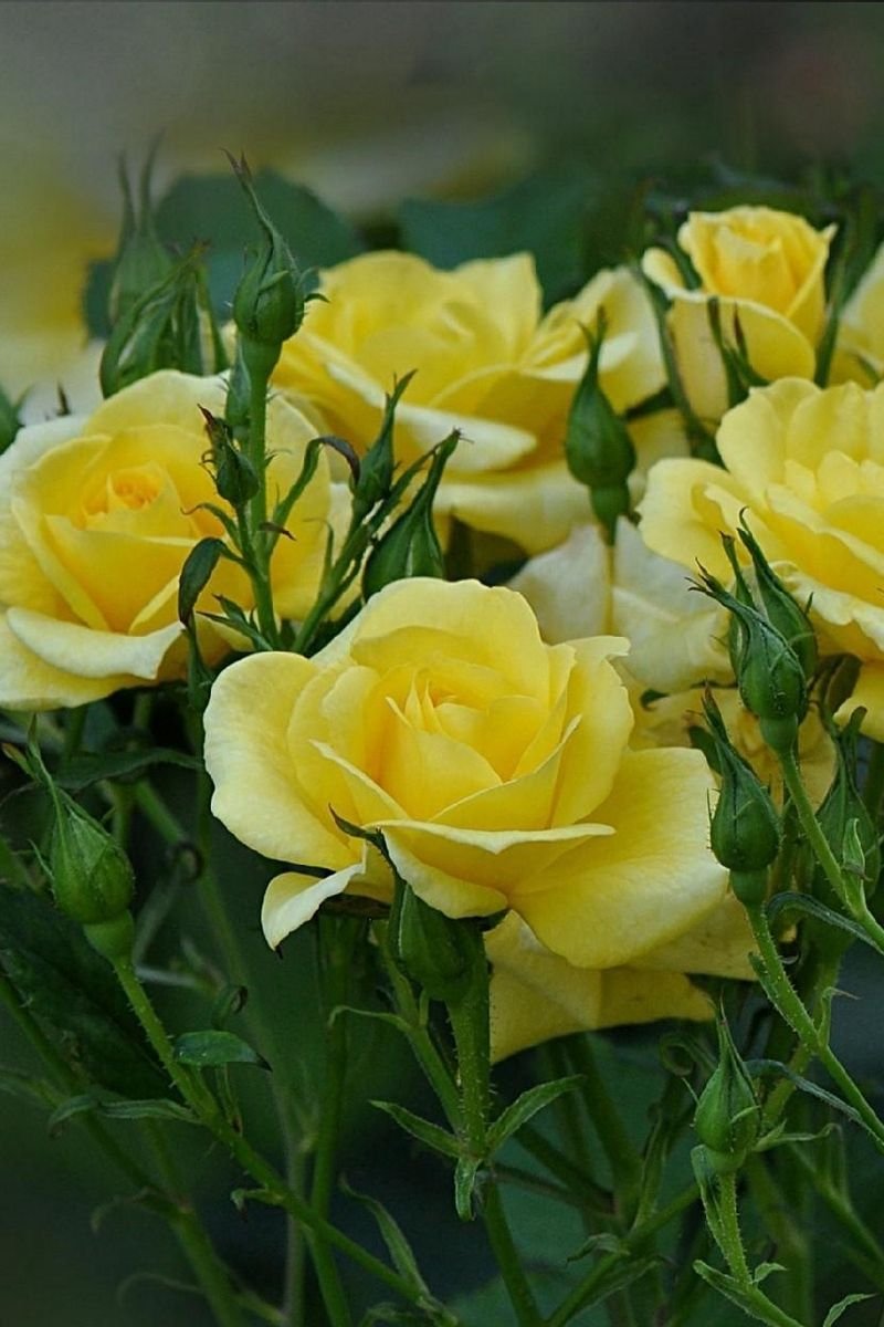 Роза Йеллоу Кинг