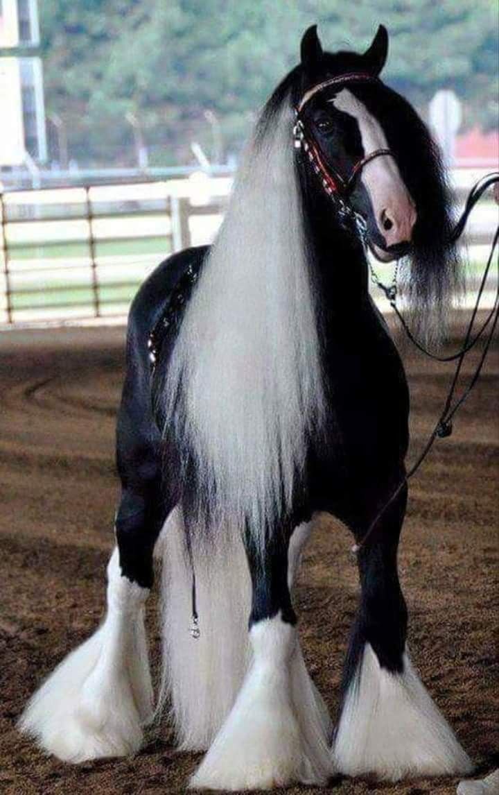Пегий Шайр