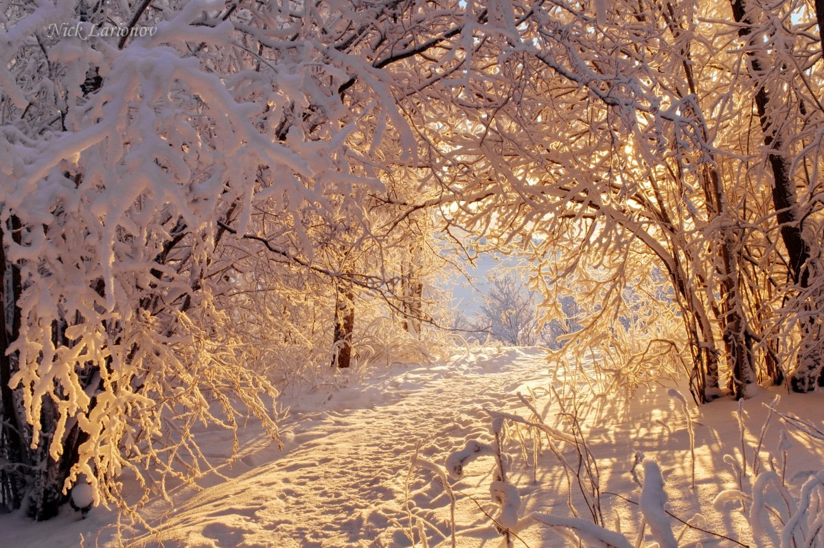 Зимняя природа