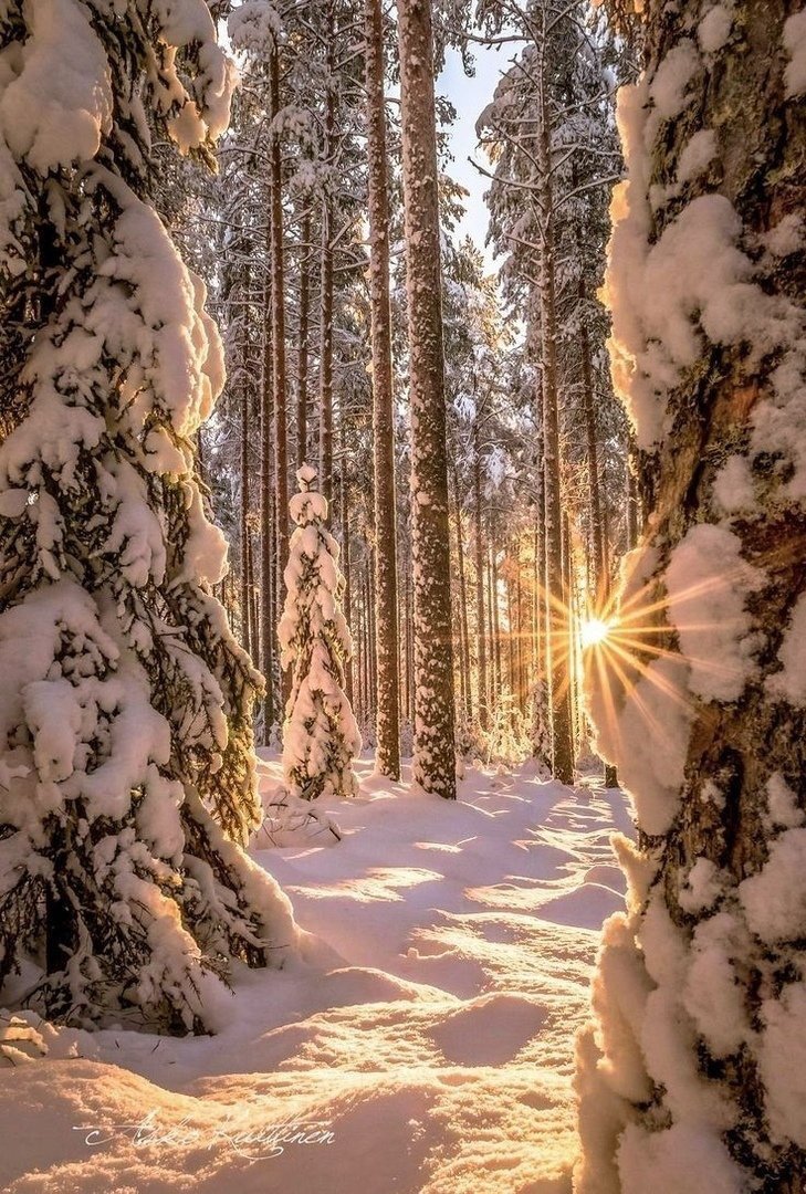 Красивый зимний лес