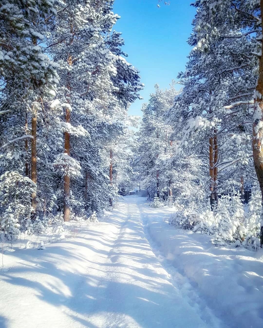 Зимой в лесу