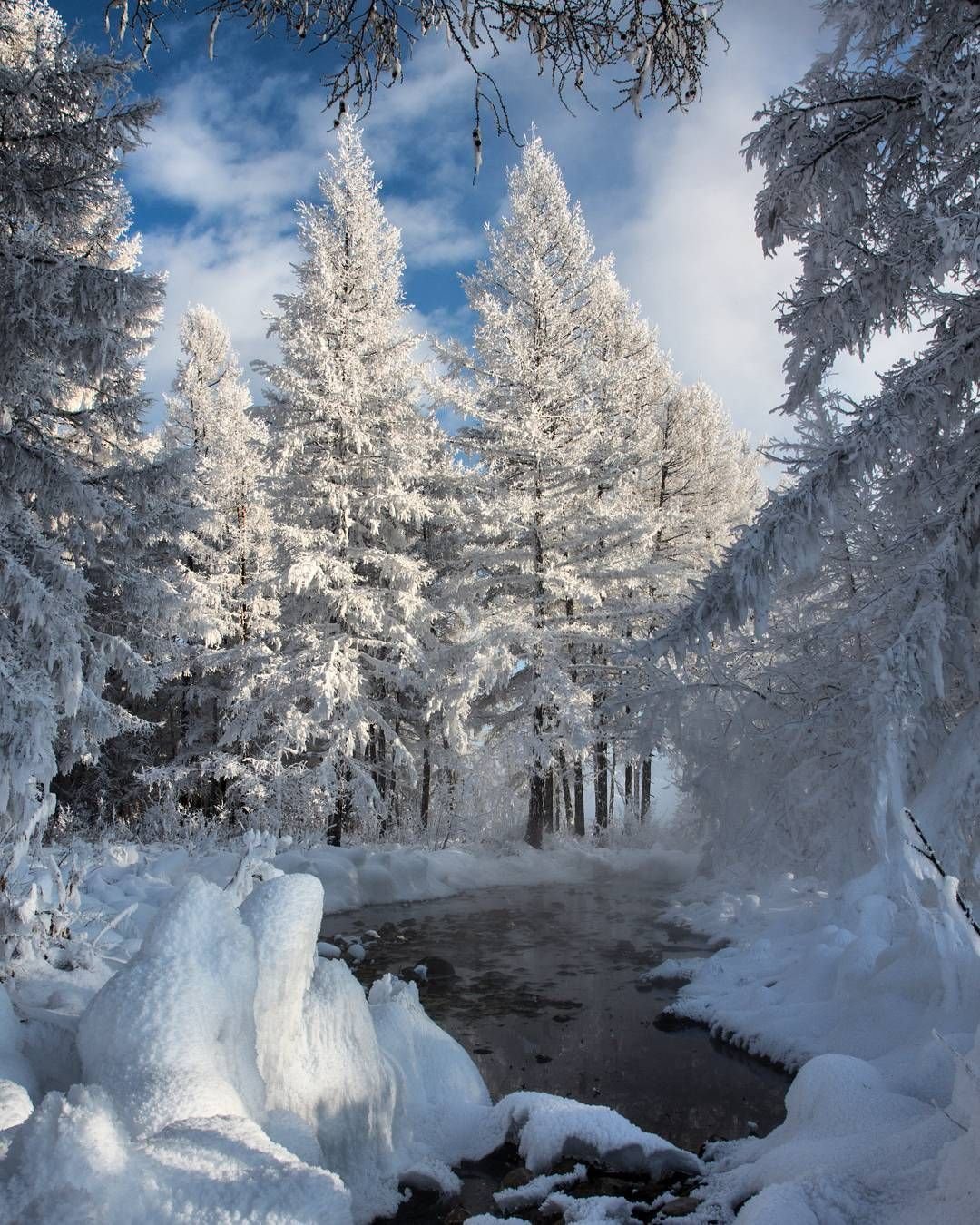 Зимний лес