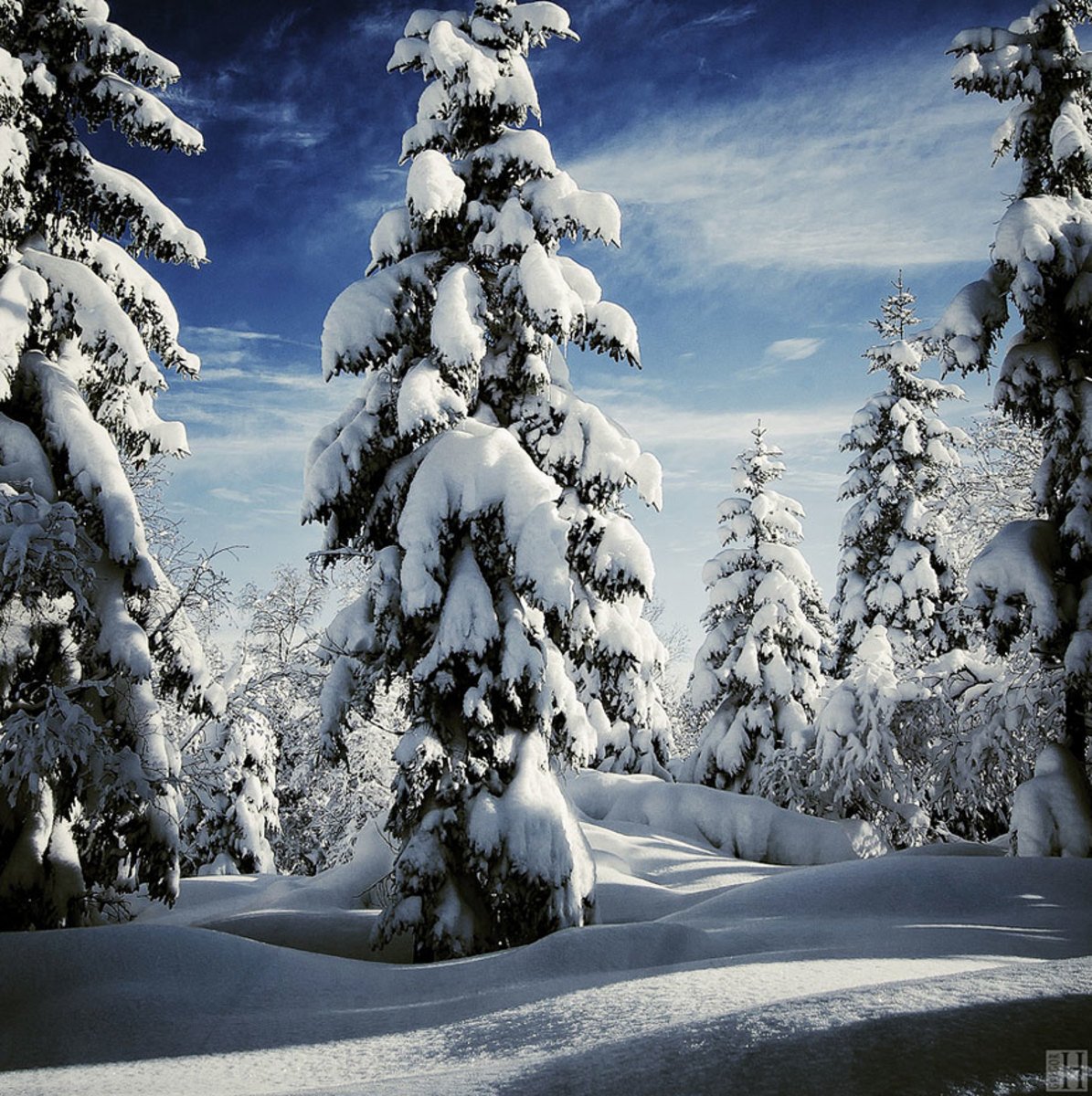Сказочный зимний лес