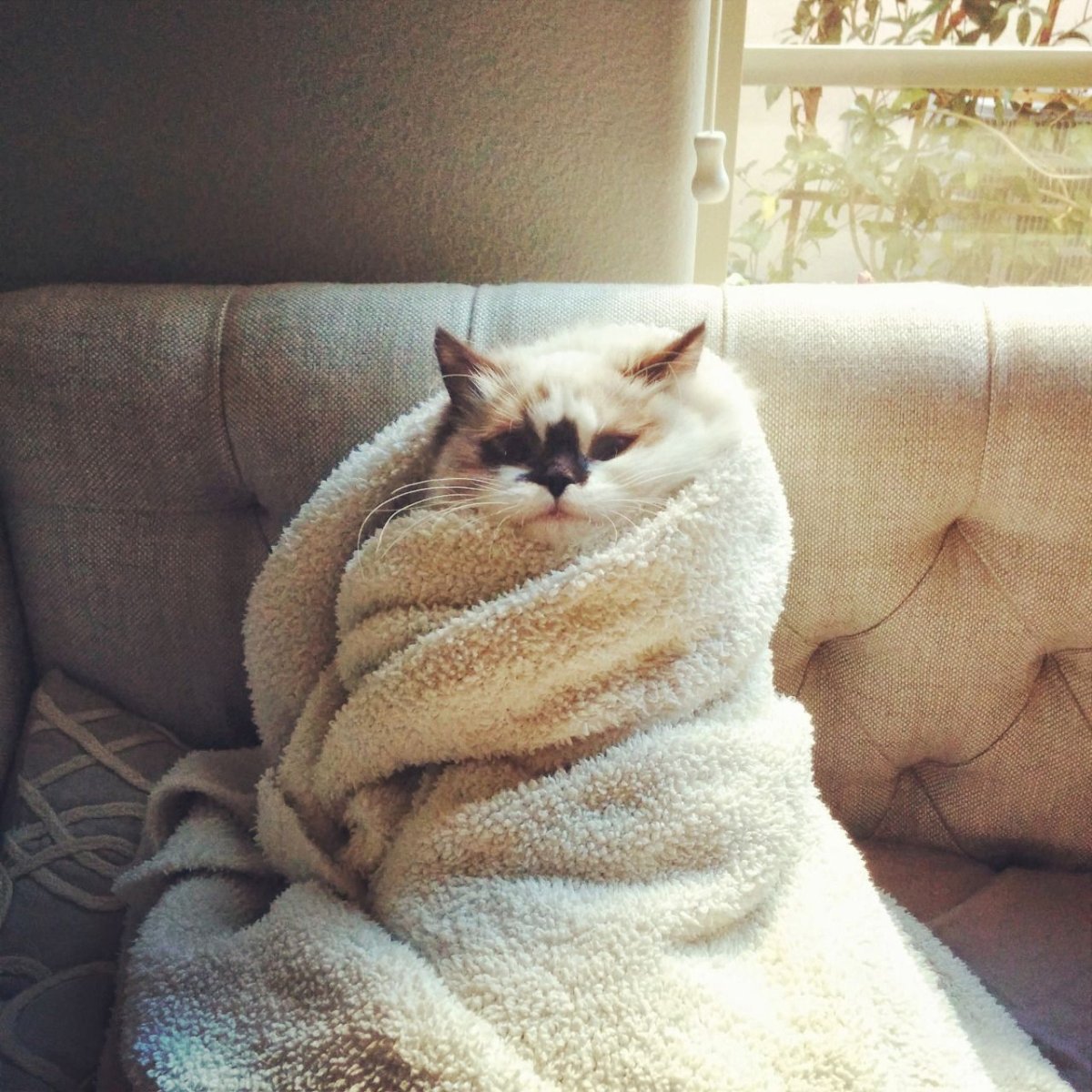 Котики для инсты