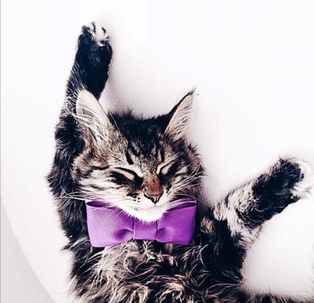 Кот на аву