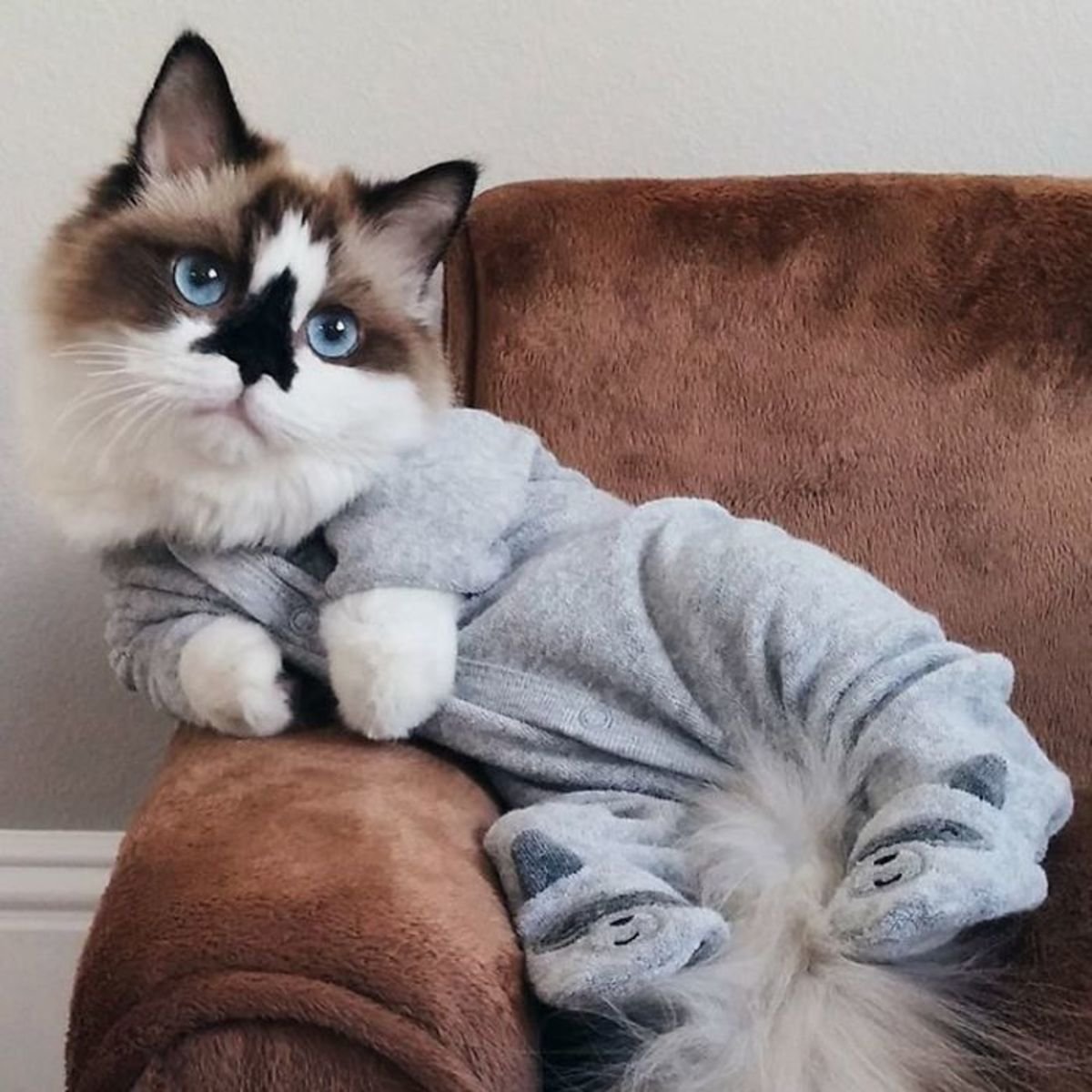 Манчкин кот Инстаграм Альберт