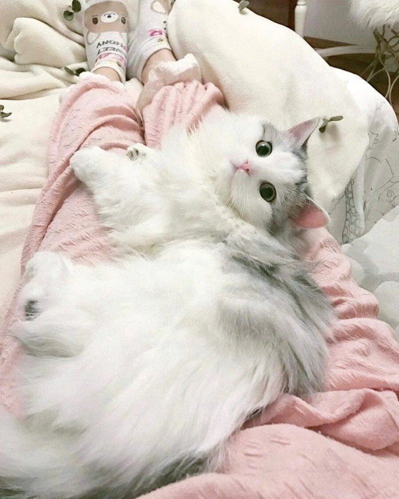 Милые котики Эстетика