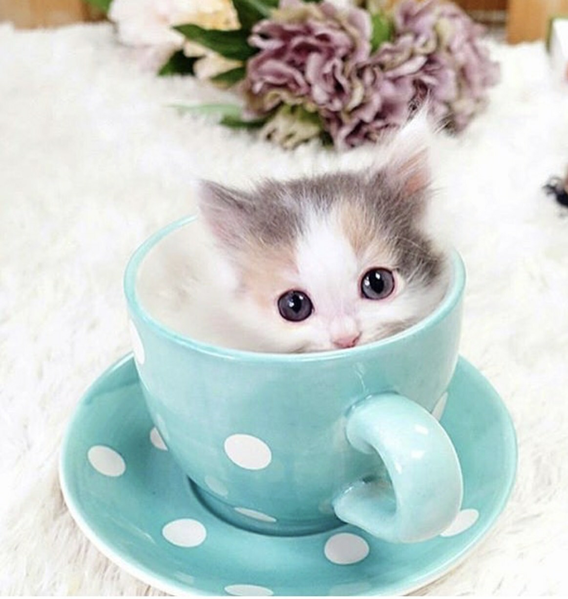 Милые кошечки