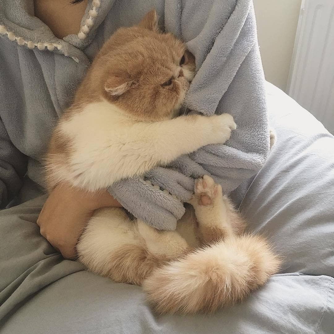 Милый котик Эстетика