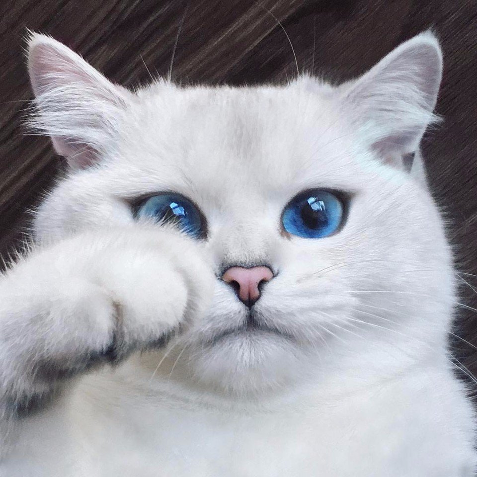 Голубоглазый кот Коби
