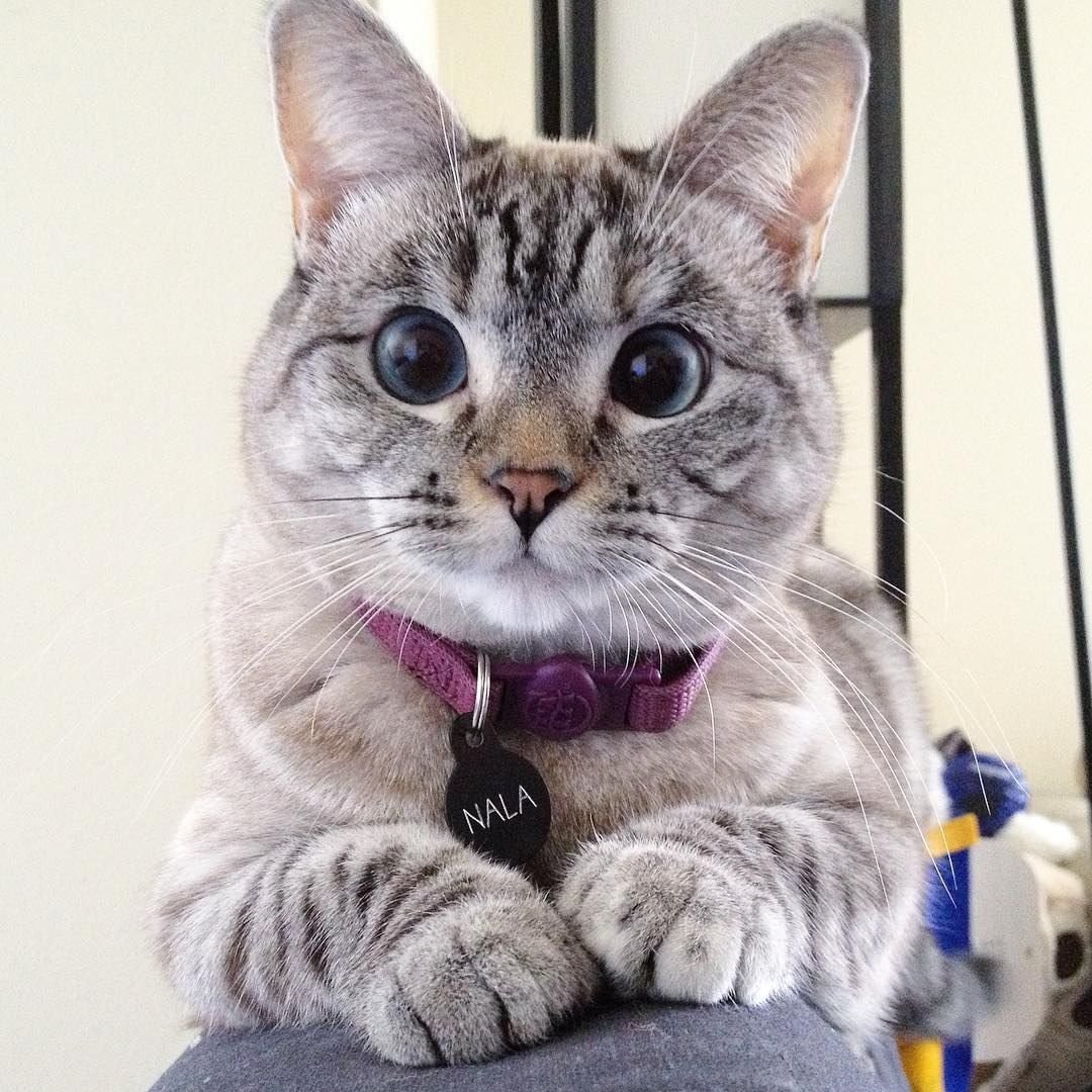 Самые популярные котики