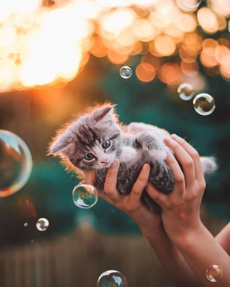 Котенок на ладони