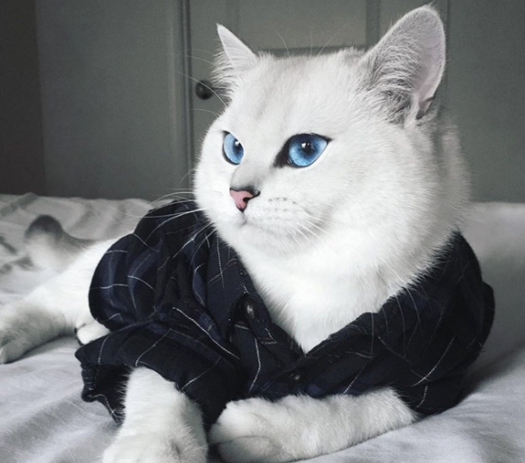 Синеглазый Коби