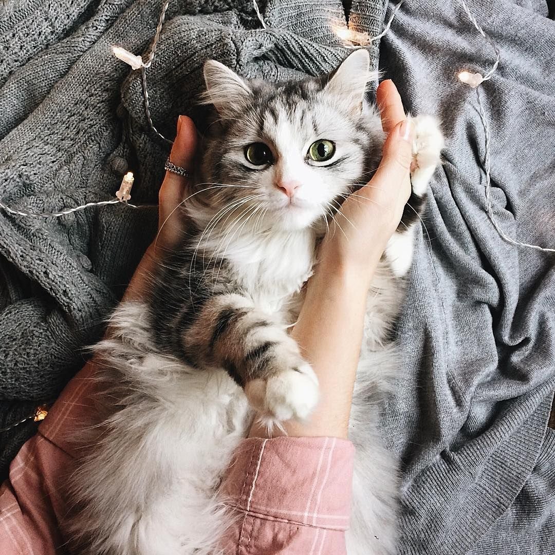 Эстетика кошек