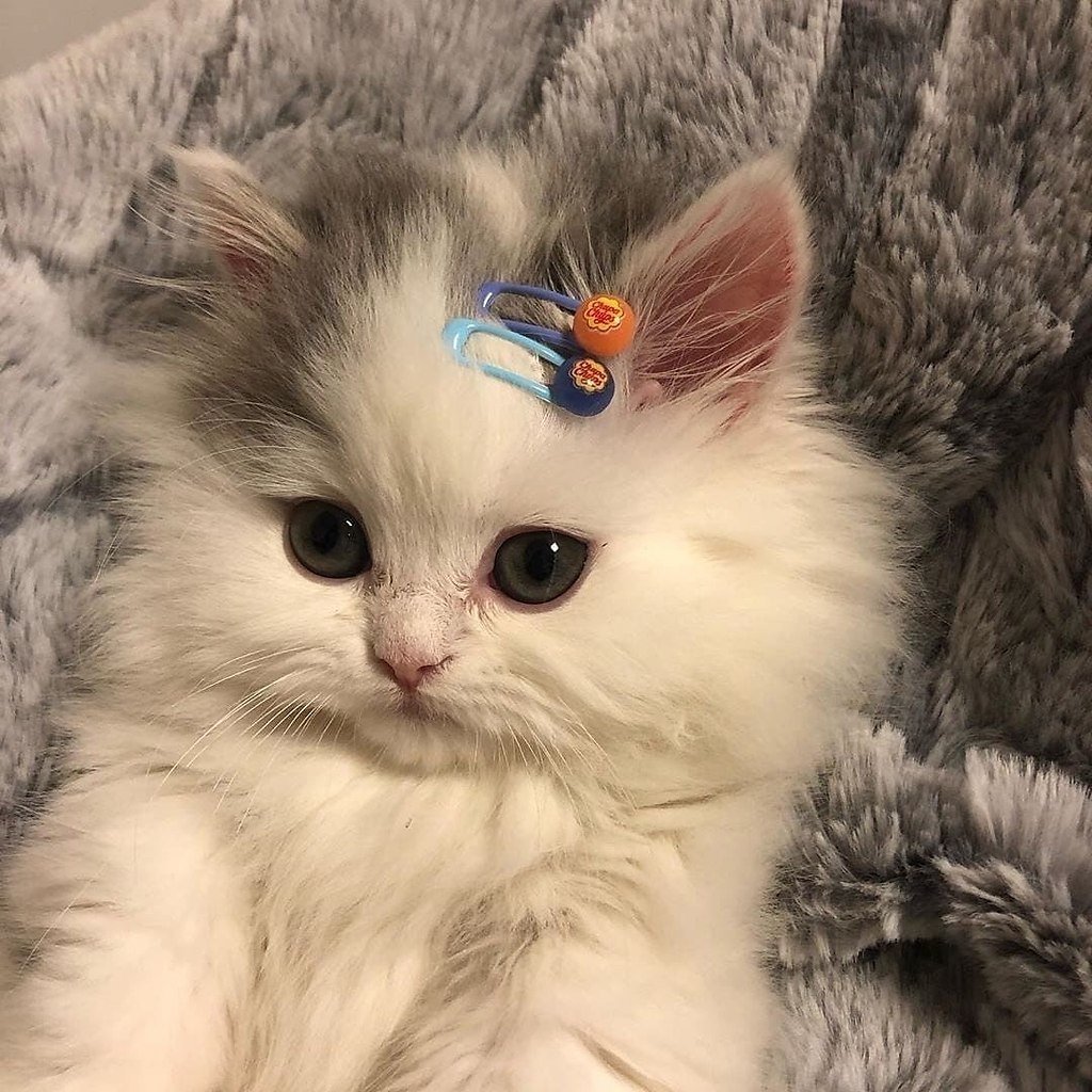 Милый котик с заколочкой