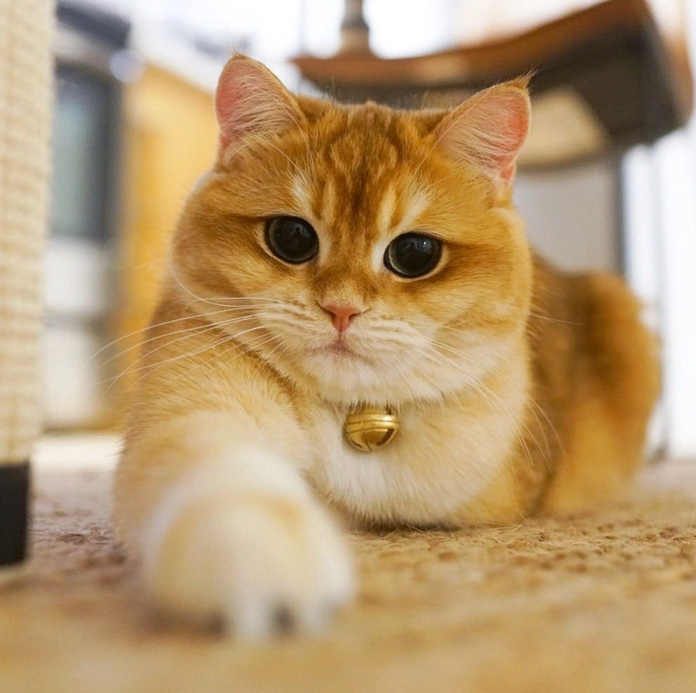 Котик Писко порода