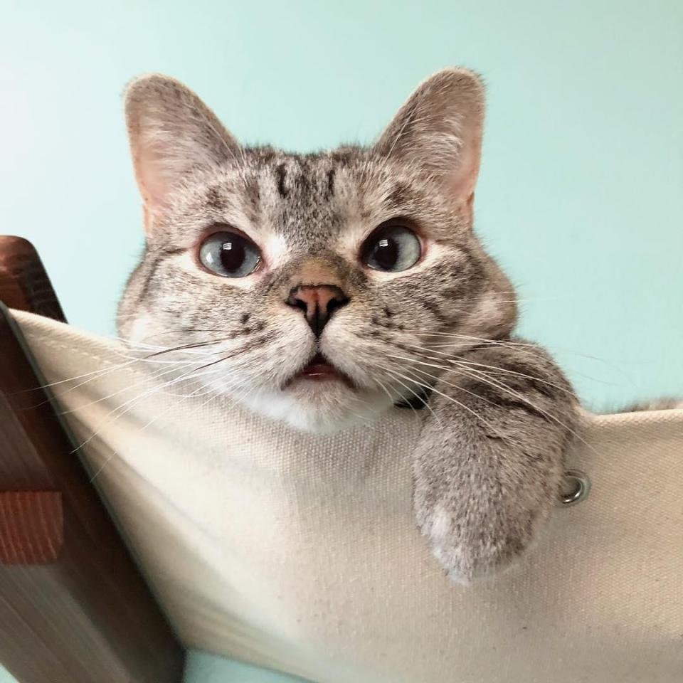 Знаменитый кот
