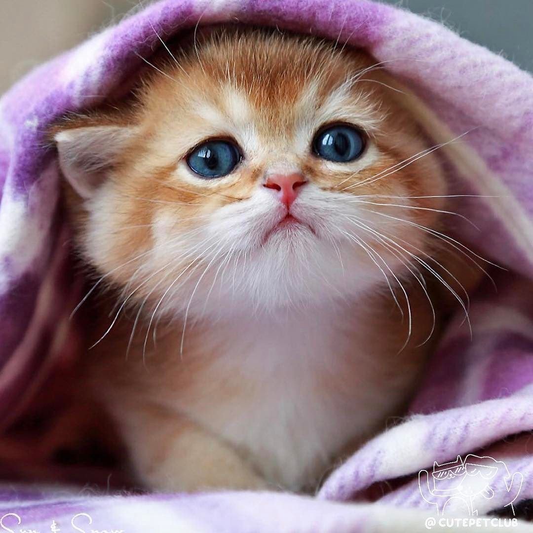 Милые кошечки
