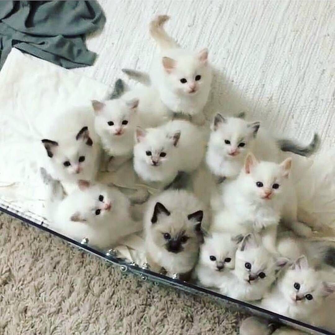 Много котиков