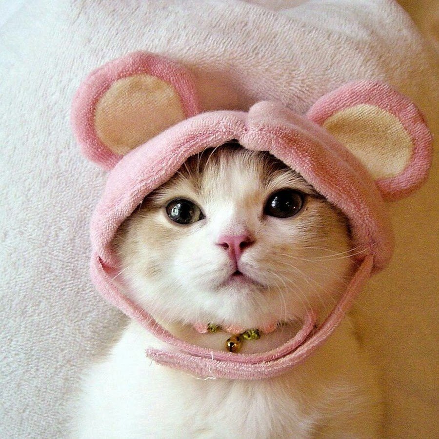 Милые котики на аву Эстетика