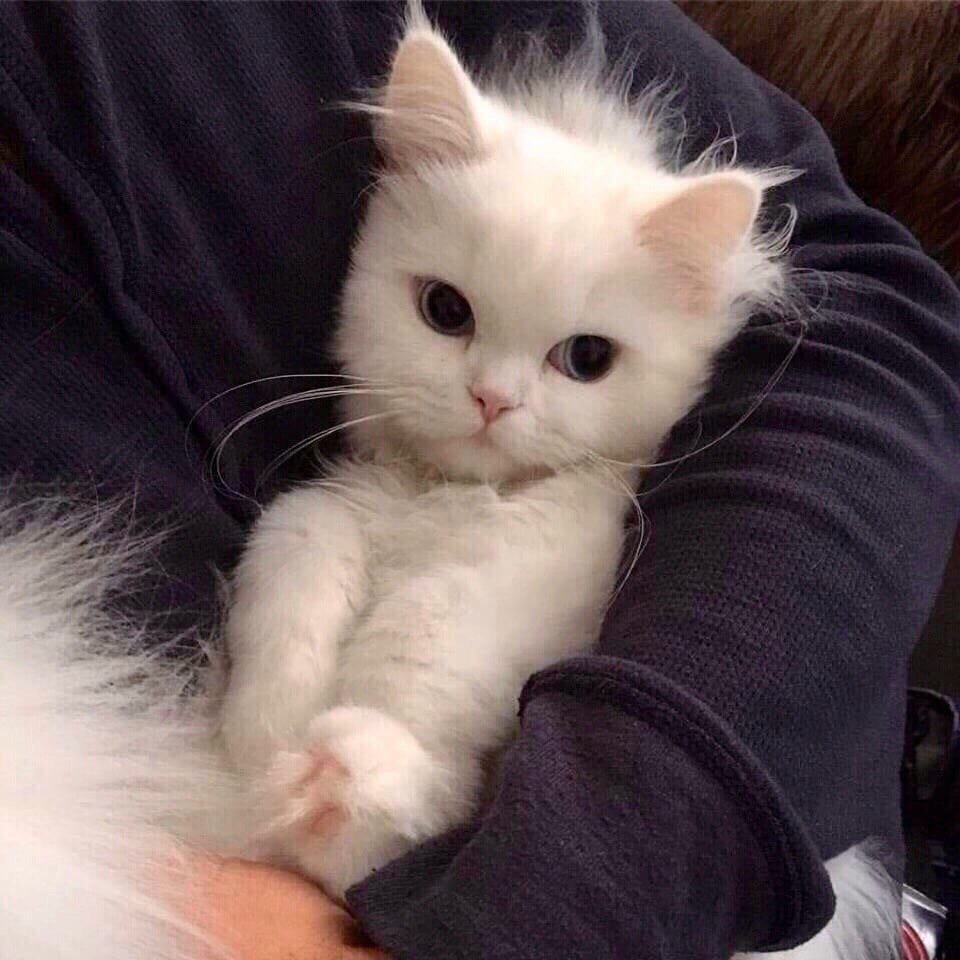Очень красивые котики