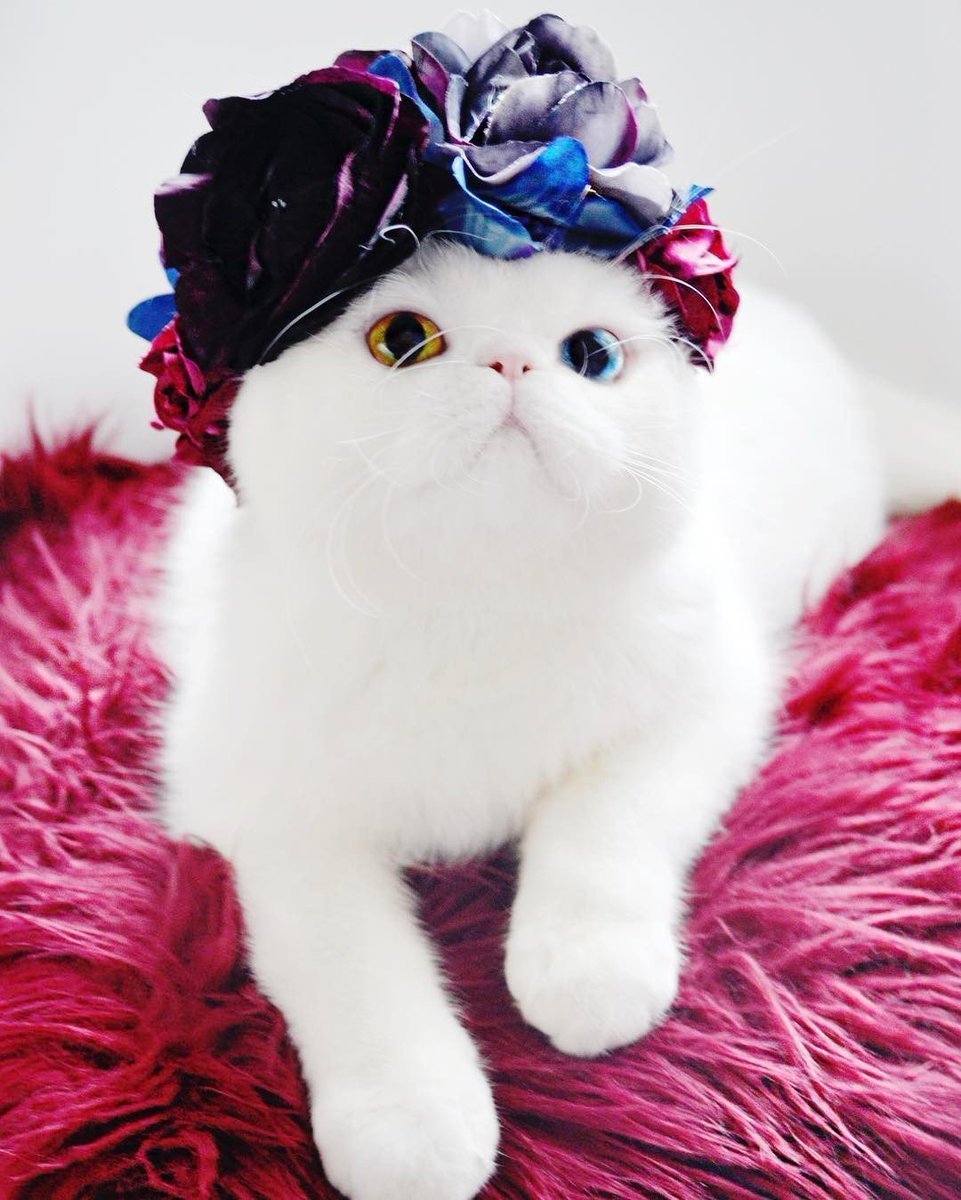 Красивые модные кошки