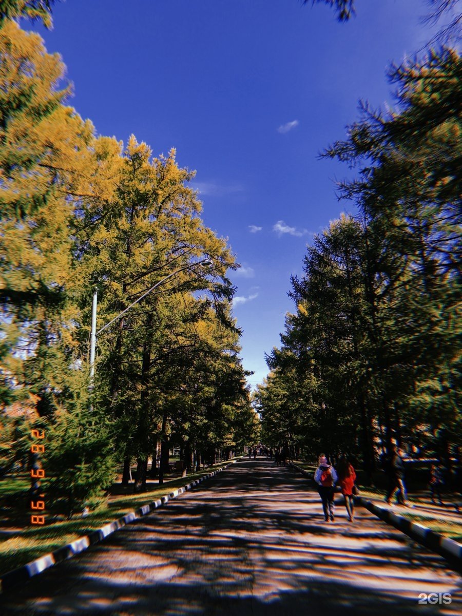РГАУ МСХА Лиственничная аллея