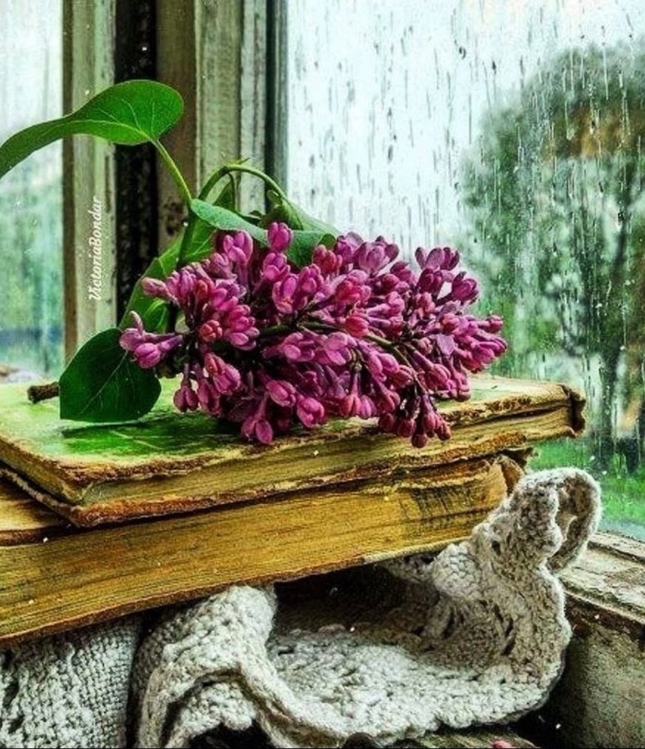 Картинки окно цветы книга