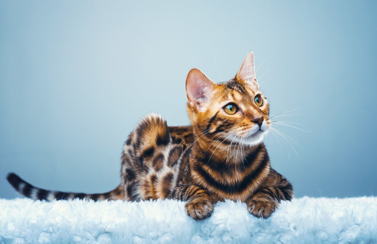 Бенгальский кот полосатый
