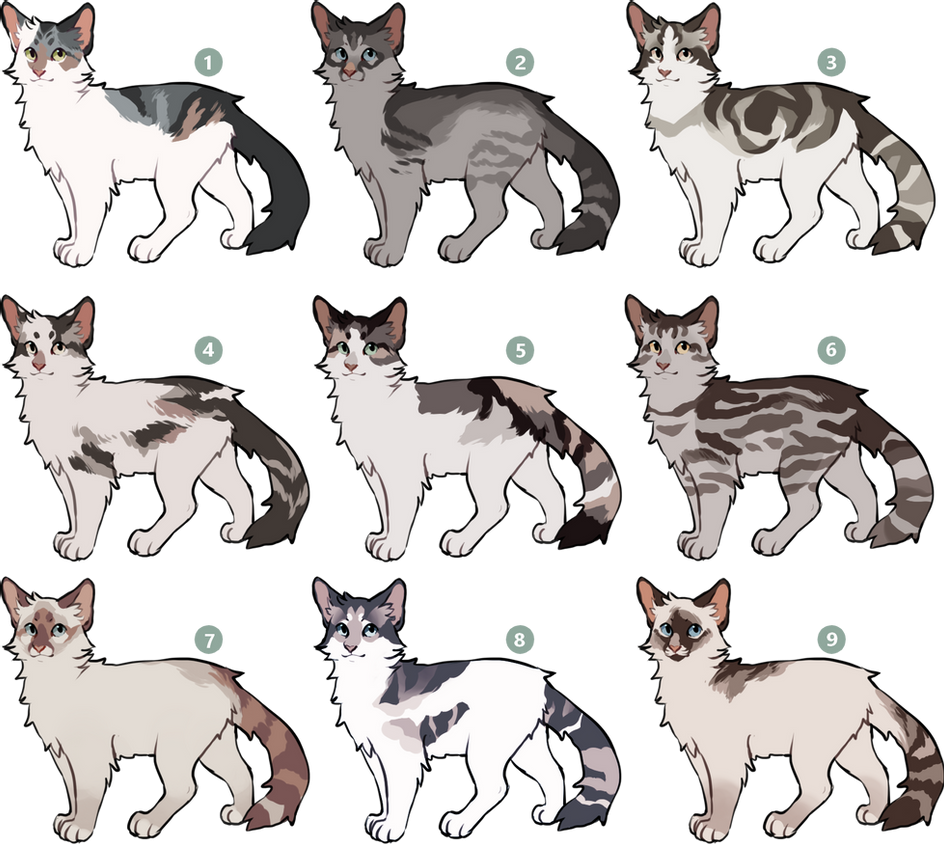Окрасы кошек коты Воители