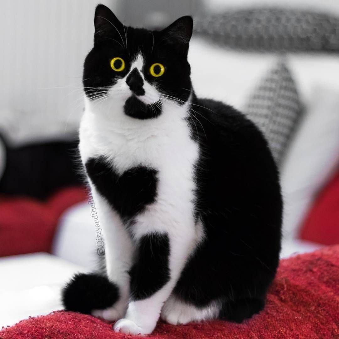Кошка Иззи
