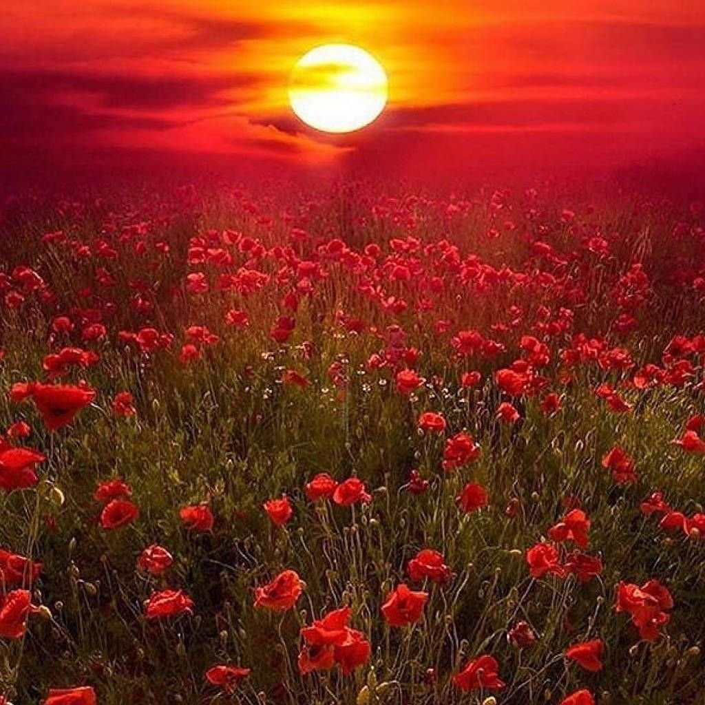 Вечер природа закат цветы