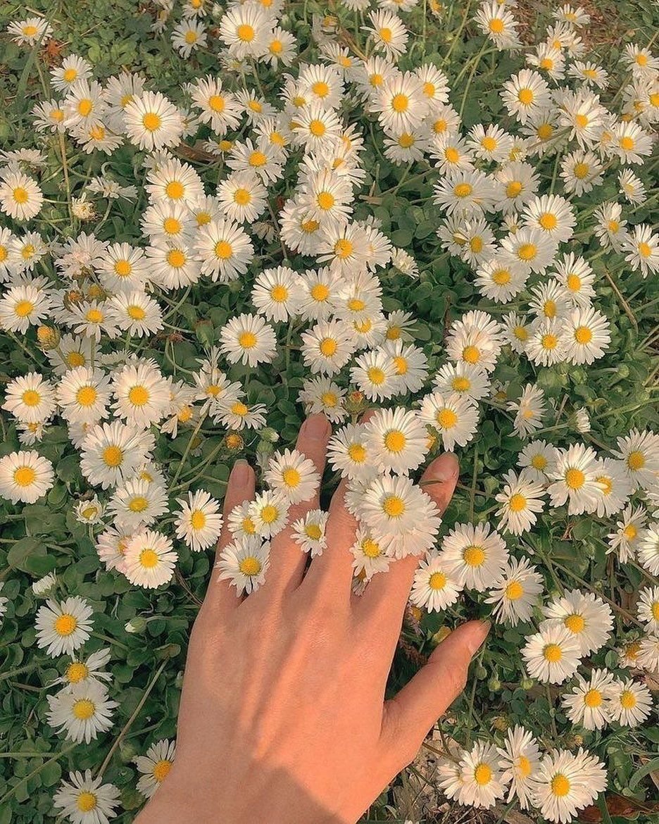 Эстетичное поле