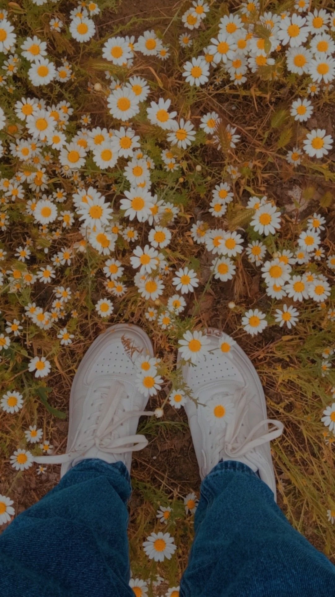 Ромашки aesthetic