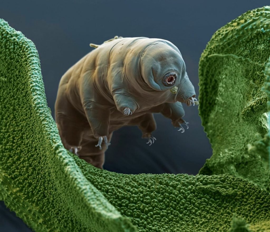 Тихоходка (Tardigrada)