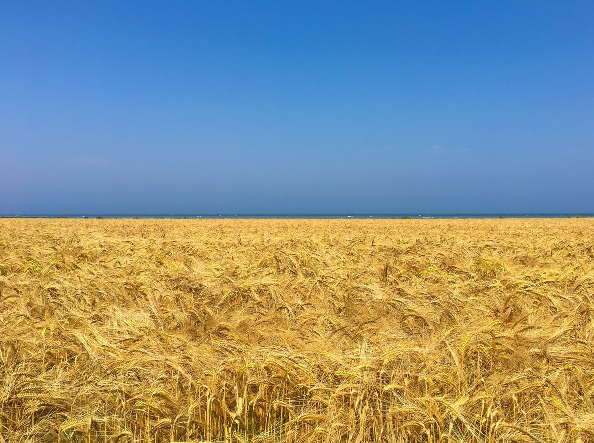 Поле пшеницы панорама